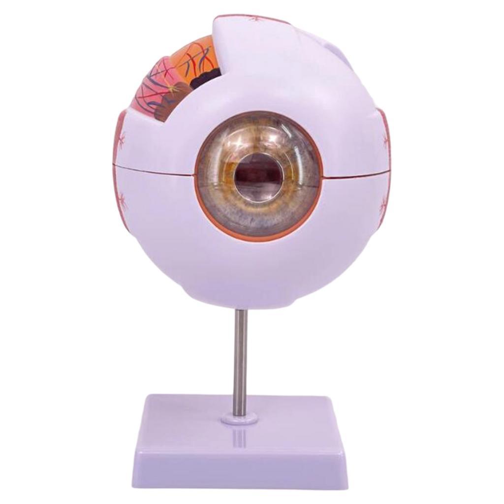 Science Exhibition Models - 인간의 눈 해부학 모델 실험실 생물학